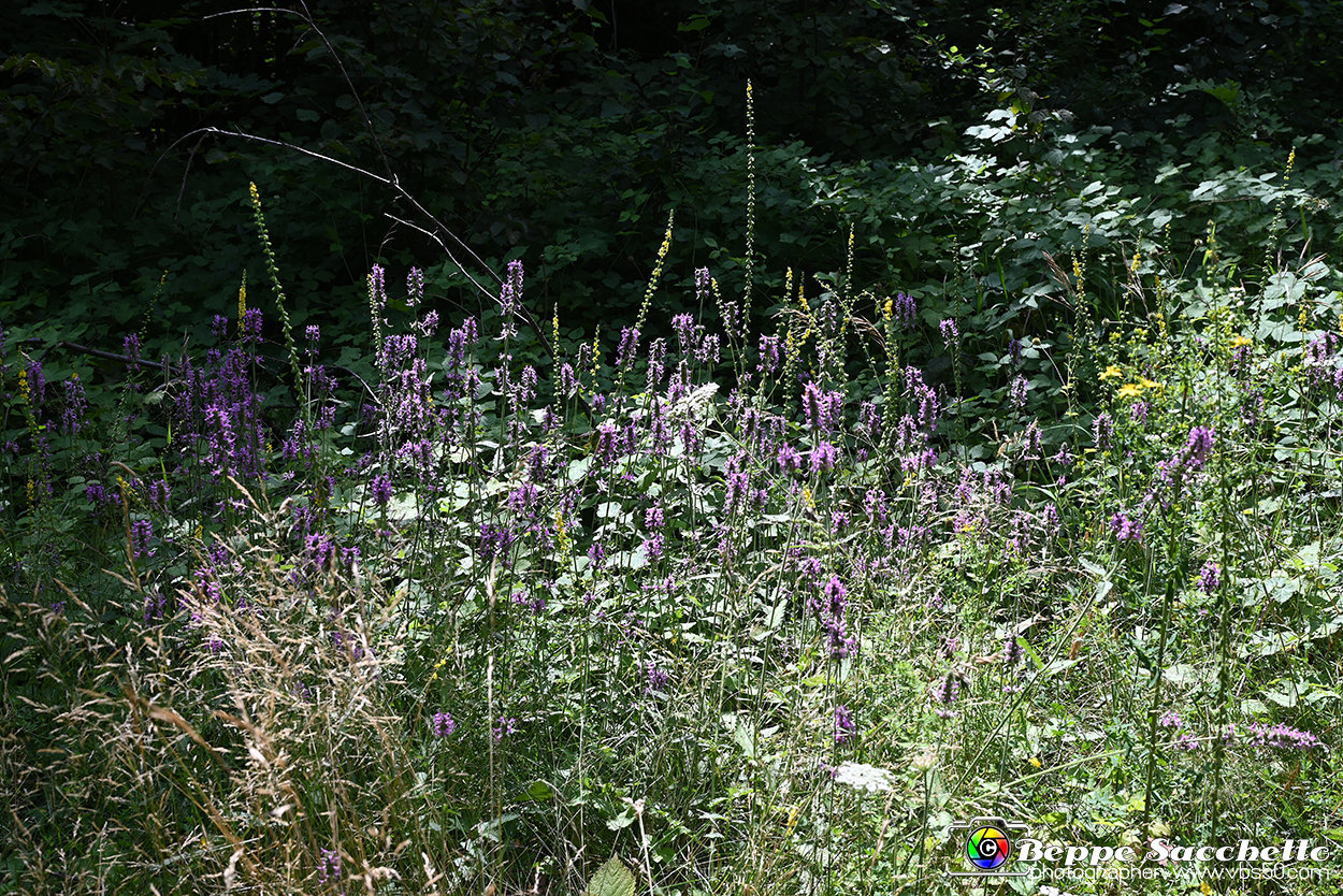 VBS_1 -  Plateau du Mont-Cenise, Grand Croix, Marmotte_-_0155 mt.jpg